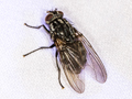 Polietes meridionalis